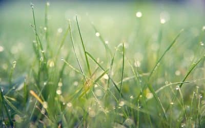 Græstrimmer – Få styr på græsvæksten